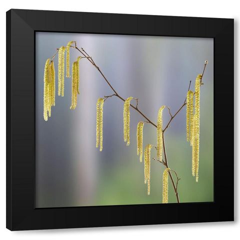 USA- Washington State- Seabeck. Pollen-producing male parts of beaked hazelnut catkin plant. Black Modern Wood Framed Art Print by Jaynes Gallery