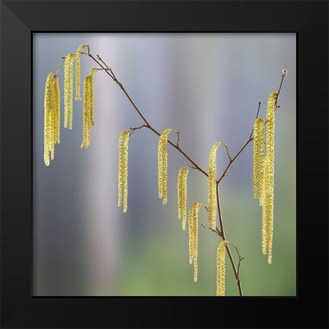 USA- Washington State- Seabeck. Pollen-producing male parts of beaked hazelnut catkin plant. Black Modern Wood Framed Art Print by Jaynes Gallery
