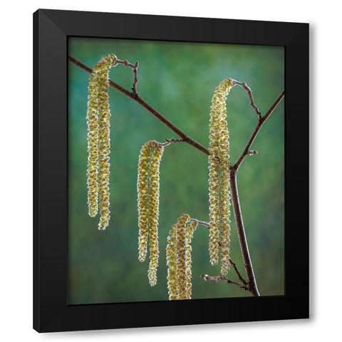 USA- Washington State- Seabeck. Pollen-producing male parts of beaked hazelnut catkin plant. Black Modern Wood Framed Art Print by Jaynes Gallery