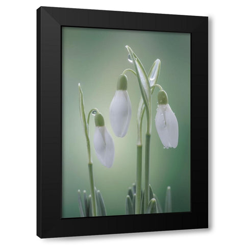 USA- Washington State- Seabeck. Buds of snowdrop flowers. Black Modern Wood Framed Art Print by Jaynes Gallery