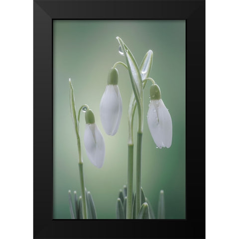 USA- Washington State- Seabeck. Buds of snowdrop flowers. Black Modern Wood Framed Art Print by Jaynes Gallery