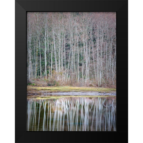 USA- Washington State- Seabeck. Winter alder trees reflect in Nicks Lagoon. Black Modern Wood Framed Art Print by Jaynes Gallery