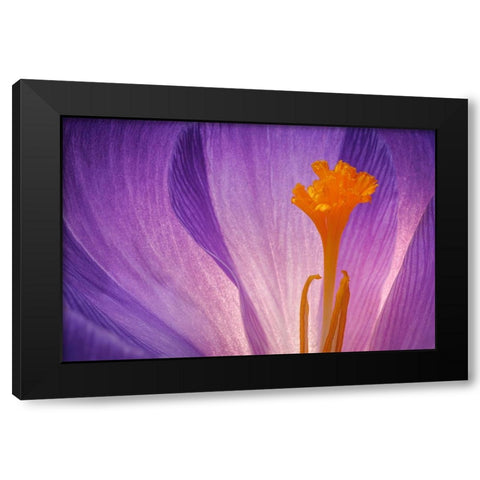 USA- Washington State- Seabeck. Purple crocus blossom close-up. Black Modern Wood Framed Art Print with Double Matting by Jaynes Gallery