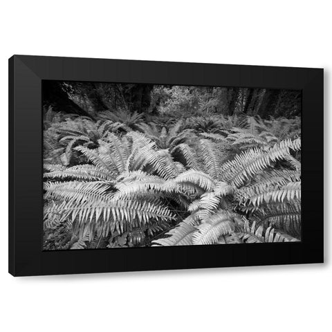 Usa-Washington State Giant ferns carpet the ground in the Hoh Rainforest-Olympic National Park Black Modern Wood Framed Art Print by Sederquist, Betty
