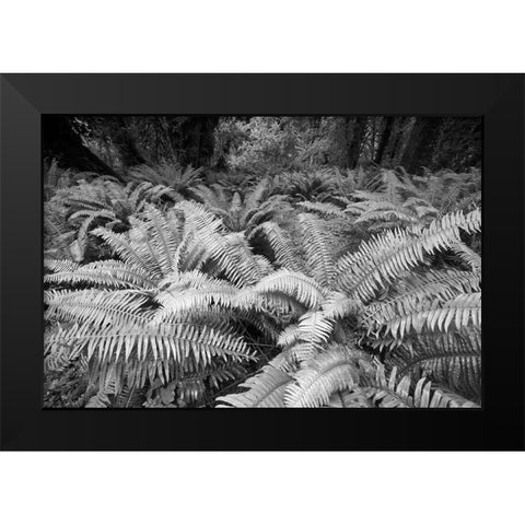 Usa-Washington State Giant ferns carpet the ground in the Hoh Rainforest-Olympic National Park Black Modern Wood Framed Art Print by Sederquist, Betty
