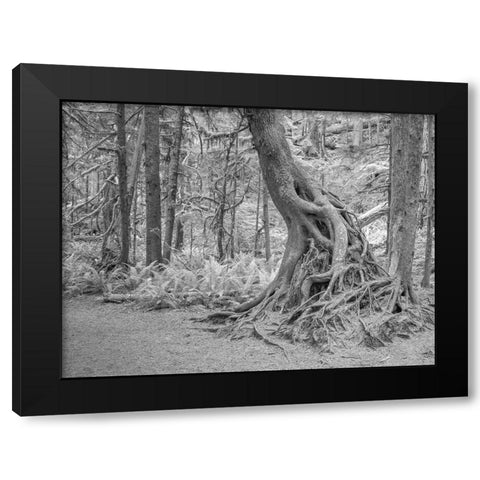 Usa-Washington State-Olympic National Park Black Modern Wood Framed Art Print by Sederquist, Betty