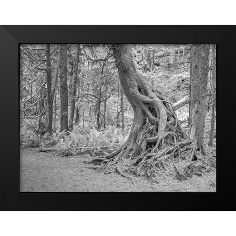 Usa-Washington State-Olympic National Park Black Modern Wood Framed Art Print by Sederquist, Betty