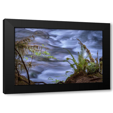 USA-Washington State-Fern Black Modern Wood Framed Art Print with Double Matting by Sederquist, Betty