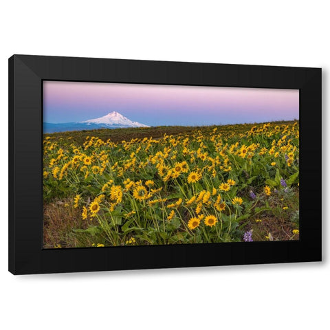 Spring wildflowers in full bloom on Dalles Mountain in Columbia Hills State Park near Lyle-Washingt Black Modern Wood Framed Art Print by Haney, Chuck