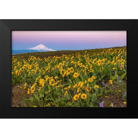 Spring wildflowers in full bloom on Dalles Mountain in Columbia Hills State Park near Lyle-Washingt Black Modern Wood Framed Art Print by Haney, Chuck