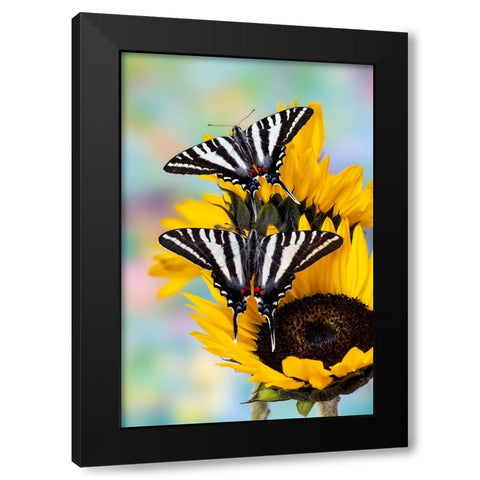 USA- Washington State- Sammamish. Zebra swallowtail butterfly on sunflower Black Modern Wood Framed Art Print with Double Matting by Gulin, Darrell