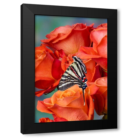 USA- Washington State- Sammamish. Zebra swallowtail butterfly on orange roses Black Modern Wood Framed Art Print with Double Matting by Gulin, Darrell