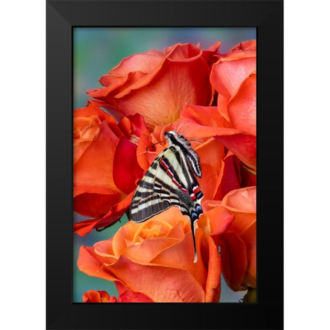 USA- Washington State- Sammamish. Zebra swallowtail butterfly on orange roses Black Modern Wood Framed Art Print by Gulin, Darrell