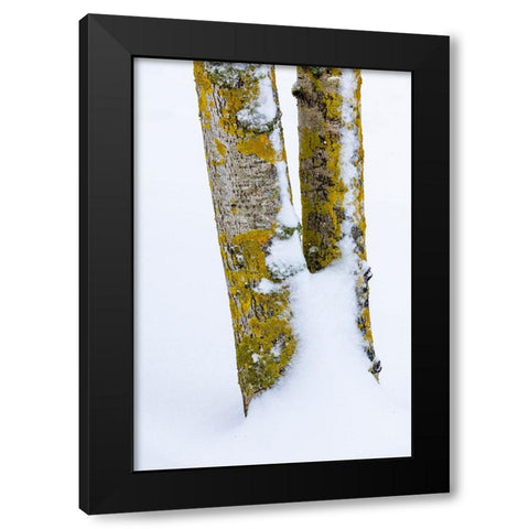 USA- Washington State. Bellevue fresh snow on Birch tree trunks Black Modern Wood Framed Art Print by Gulin, Darrell