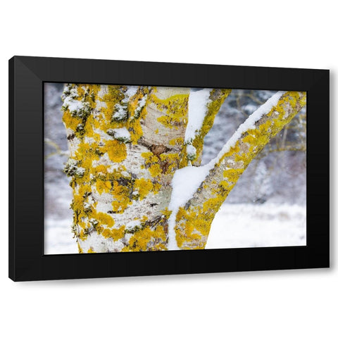 USA- Washington State. Bellevue fresh snow on Birch tree trunks Black Modern Wood Framed Art Print with Double Matting by Gulin, Darrell