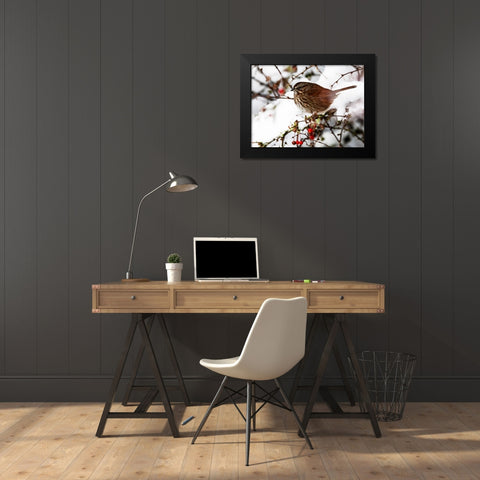 USA- Washington State- Sammamish. Sparrow on snow covered Crabapple tree Black Modern Wood Framed Art Print by Gulin, Darrell