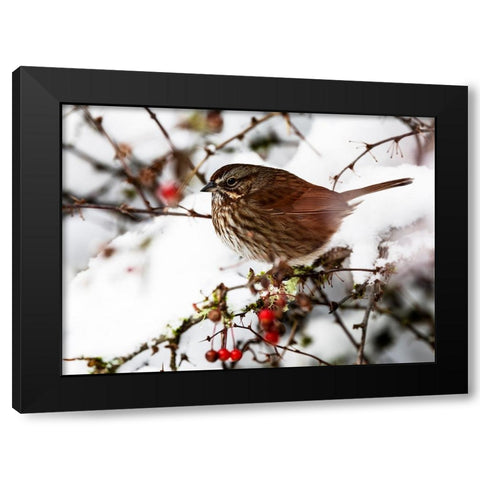 USA- Washington State- Sammamish. Sparrow on snow covered Crabapple tree Black Modern Wood Framed Art Print by Gulin, Darrell