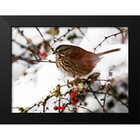 USA- Washington State- Sammamish. Sparrow on snow covered Crabapple tree Black Modern Wood Framed Art Print by Gulin, Darrell