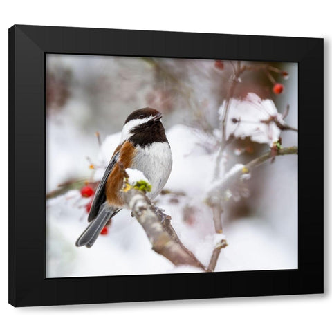 USA- Washington State- Sammamish. Chestnut Chickadee on snow covered Crabapple tree Black Modern Wood Framed Art Print by Gulin, Darrell