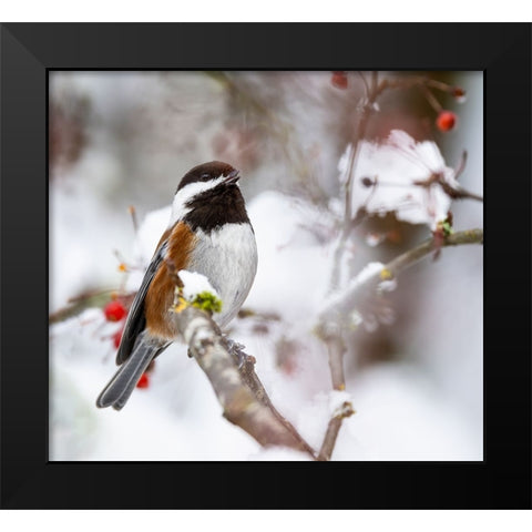 USA- Washington State- Sammamish. Chestnut Chickadee on snow covered Crabapple tree Black Modern Wood Framed Art Print by Gulin, Darrell