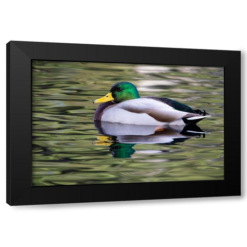 USA- Washington State- Sammamish. Yellow Lake with male drake mallard duck. Black Modern Wood Framed Art Print with Double Matting by Gulin, Darrell