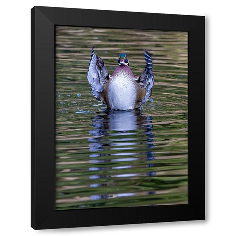 USA- Washington State- Sammamish. Yellow Lake and wood duck Stretching his wings Black Modern Wood Framed Art Print by Gulin, Darrell