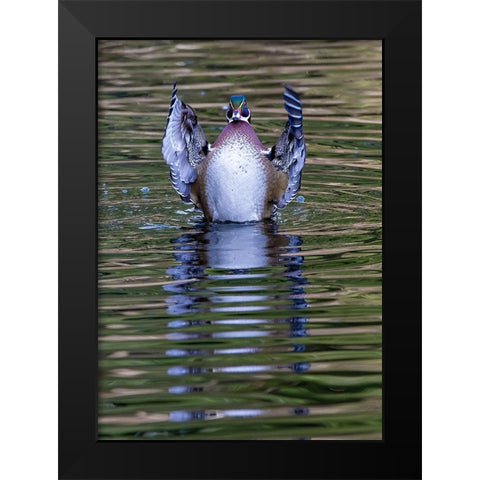 USA- Washington State- Sammamish. Yellow Lake and wood duck Stretching his wings Black Modern Wood Framed Art Print by Gulin, Darrell