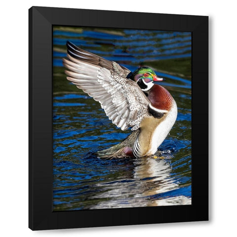 USA- Washington State- Sammamish. Yellow Lake with male drake wood duck flapping wings Black Modern Wood Framed Art Print by Gulin, Darrell