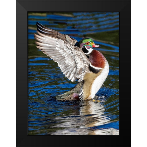 USA- Washington State- Sammamish. Yellow Lake with male drake wood duck flapping wings Black Modern Wood Framed Art Print by Gulin, Darrell