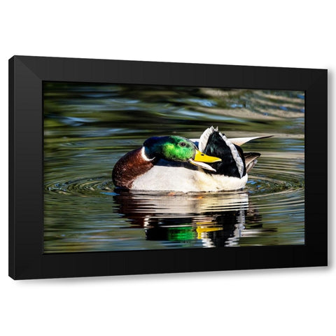 USA- Washington State- Sammamish. preening Mallard Drake duck Yellow lake Black Modern Wood Framed Art Print with Double Matting by Gulin, Darrell