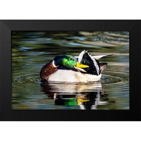 USA- Washington State- Sammamish. preening Mallard Drake duck Yellow lake Black Modern Wood Framed Art Print by Gulin, Darrell