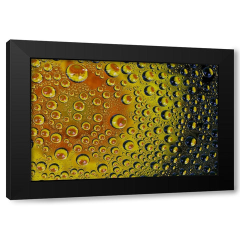 USA- Washington State- Sammamish. Yellow Daisy reflections in dew drops Black Modern Wood Framed Art Print by Gulin, Darrell