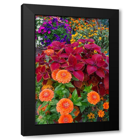 USA- Washington State- Sammamish. Garden with summer annual flowers- with zinnias and coleus- Black Modern Wood Framed Art Print with Double Matting by Gulin, Darrell