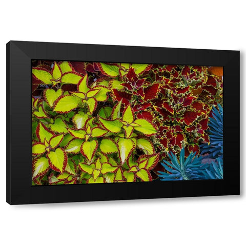 USA- Washington State- Sammamish. Garden with summer annual flowers Coleus Black Modern Wood Framed Art Print with Double Matting by Gulin, Darrell