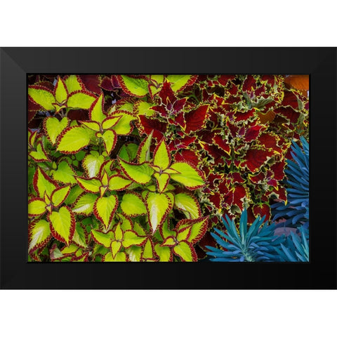 USA- Washington State- Sammamish. Garden with summer annual flowers Coleus Black Modern Wood Framed Art Print by Gulin, Darrell