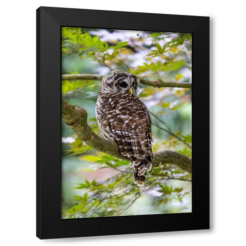 USA- Washington State- Sammamish. Barred Owl perched in Japanese Maple Tree Black Modern Wood Framed Art Print by Gulin, Darrell