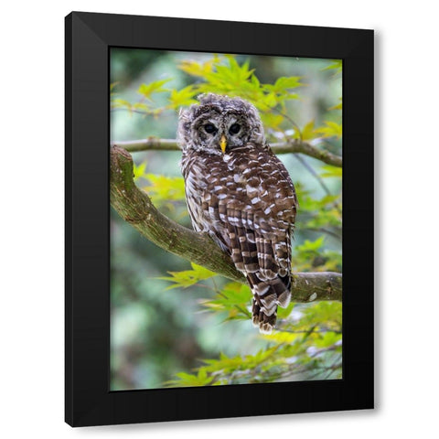 USA- Washington State- Sammamish. Barred Owl perched in Japanese Maple Tree Black Modern Wood Framed Art Print by Gulin, Darrell
