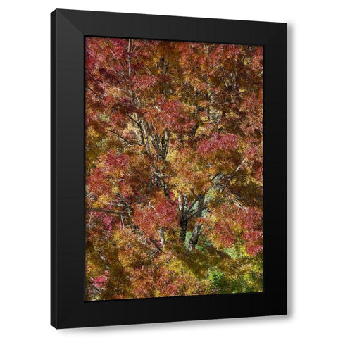 USA- Washington State. Near Preston fall colored tree in bronze tones Black Modern Wood Framed Art Print by Gulin, Darrell
