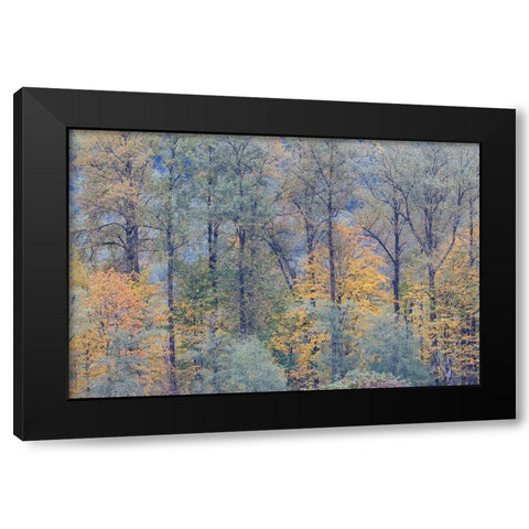USA- Washington State. Near Preston fall colored trees Black Modern Wood Framed Art Print by Gulin, Darrell