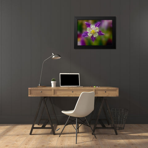 USA- Washington State- Sammamish. Garden with colorful columbine flower Black Modern Wood Framed Art Print by Gulin, Darrell