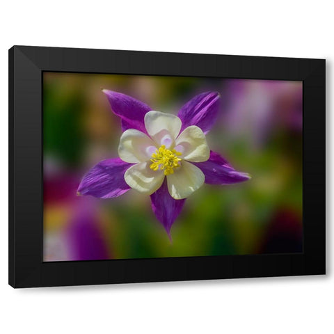 USA- Washington State- Sammamish. Garden with colorful columbine flower Black Modern Wood Framed Art Print with Double Matting by Gulin, Darrell