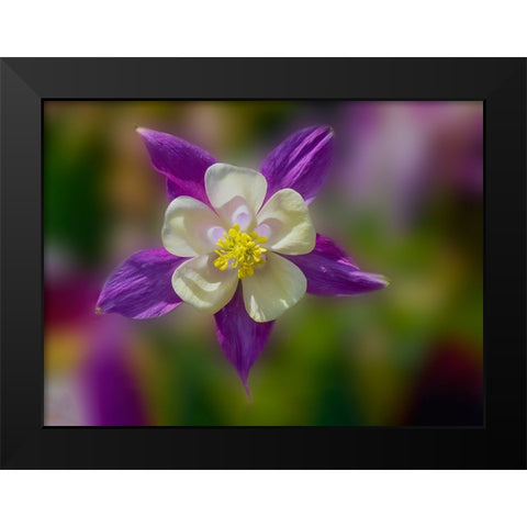 USA- Washington State- Sammamish. Garden with colorful columbine flower Black Modern Wood Framed Art Print by Gulin, Darrell