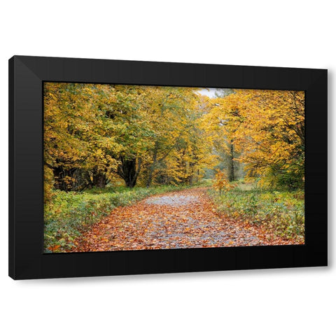 USA- Washington State. Big Leaf Maple trees in autumn colors near Darrington Black Modern Wood Framed Art Print with Double Matting by Gulin, Darrell