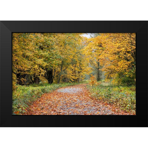 USA- Washington State. Big Leaf Maple trees in autumn colors near Darrington Black Modern Wood Framed Art Print by Gulin, Darrell