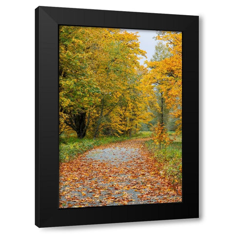 USA- Washington State. Big Leaf Maple trees in autumn colors near Darrington Black Modern Wood Framed Art Print with Double Matting by Gulin, Darrell
