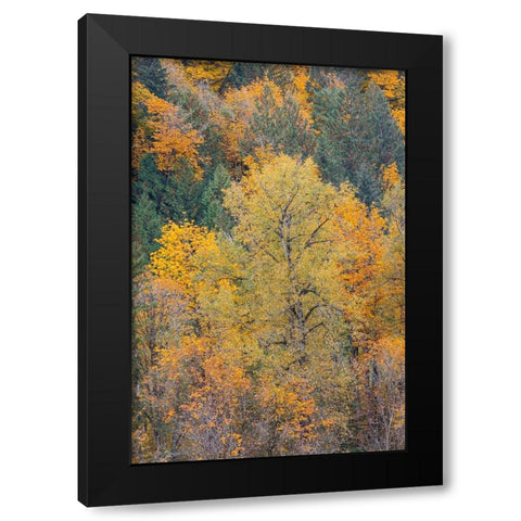 USA- Washington State. Big Leaf Maple trees in autumn colors near Darrington off of Highway 530 Black Modern Wood Framed Art Print by Gulin, Darrell