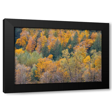 USA- Washington State. Big Leaf Maple trees in autumn colors near Darrington off of Highway 530 Black Modern Wood Framed Art Print with Double Matting by Gulin, Darrell