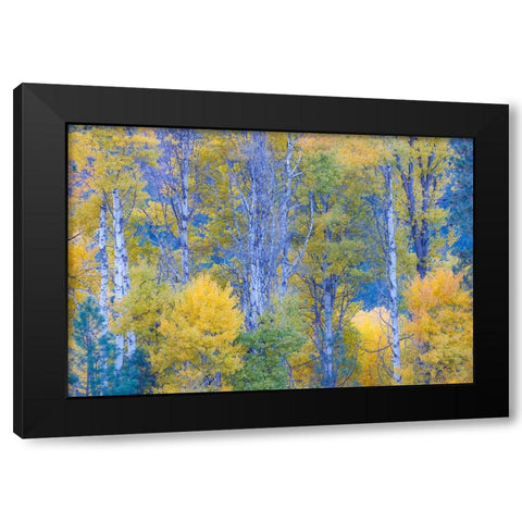 USA- Washington State. Aspens in fall color near Winthrop Black Modern Wood Framed Art Print with Double Matting by Gulin, Darrell