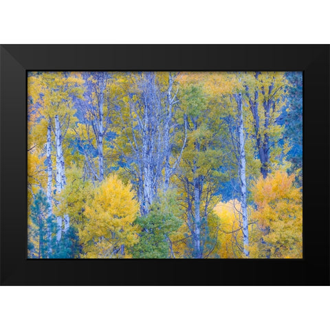 USA- Washington State. Aspens in fall color near Winthrop Black Modern Wood Framed Art Print by Gulin, Darrell