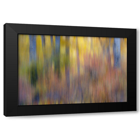 USA- Washington State. Cottonwoods in fall color near Winthrop Black Modern Wood Framed Art Print by Gulin, Darrell
